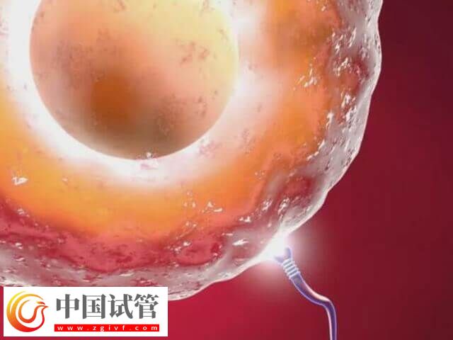 5BB胚胎跟4CC胚胎那個好(圖2)