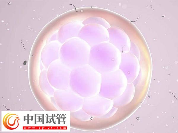 醫院會不會自動把胚胎作廢(圖1)