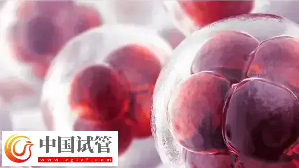 高齡是不是適合養囊胚(圖3)