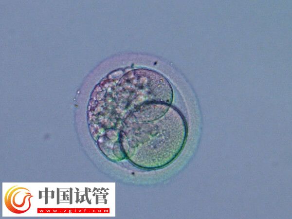 半融合胚胎成功率高不高(圖2)