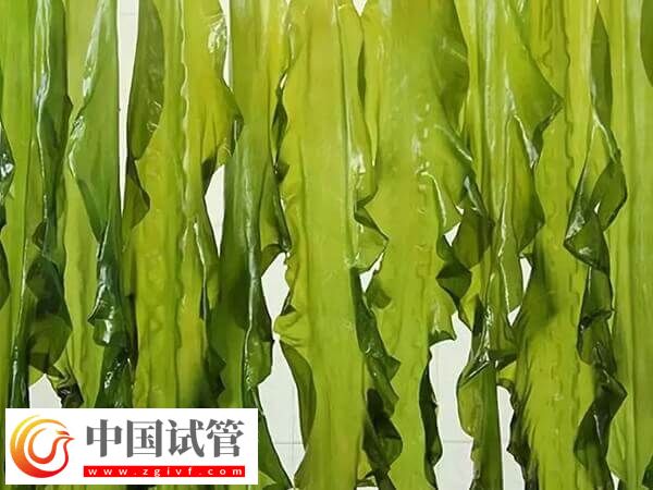 胚胎移植后吃海帶對(duì)著床有沒有影響(圖1) 胚胎移植后吃海帶對(duì)著床有沒有影響(圖1)