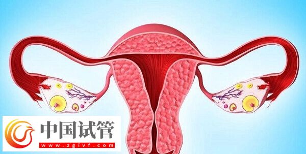 達菲林降調成功卵泡是多大(圖4)