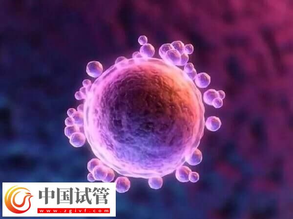 試管嬰兒中用果納芬好不好(圖1) 試管嬰兒中用果納芬好不好(圖1)