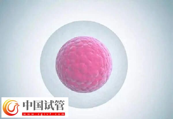 注射普麗康卵泡一天長多少(圖2) 注射普麗康卵泡一天長多少(圖2)