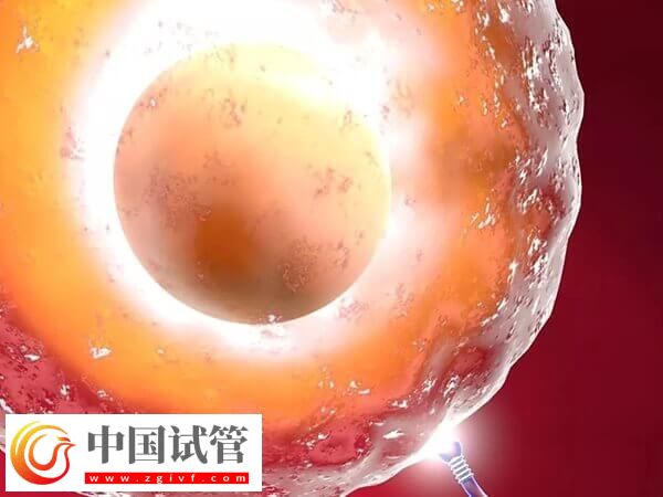 注射普麗康卵泡一天長多少(圖1) 注射普麗康卵泡一天長多少(圖1)