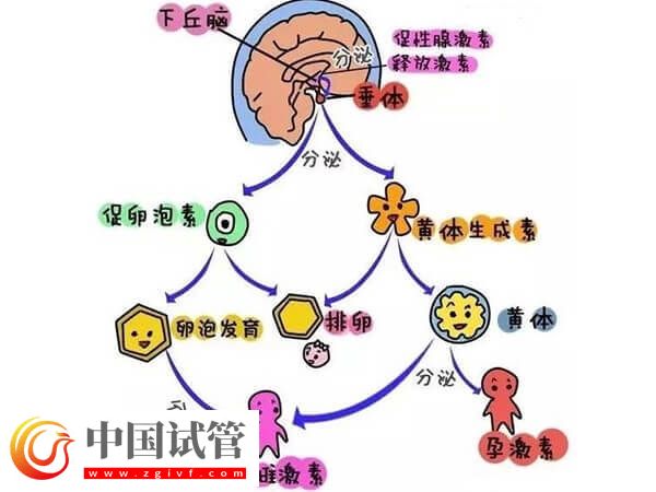 注射普麗康卵泡一天長多少(圖3) 注射普麗康卵泡一天長多少(圖3)