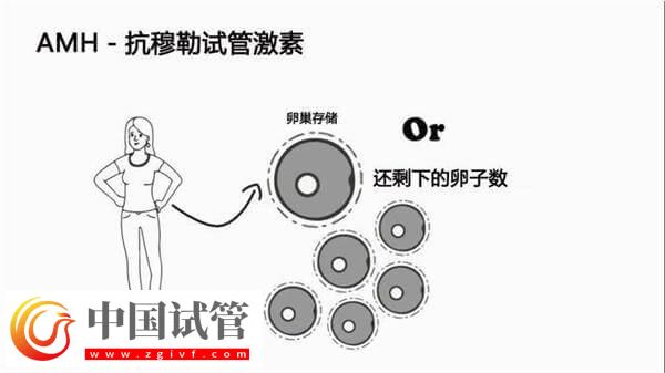 40歲女性的amh數值為5是正常的嗎？參考值是多少？(圖1)